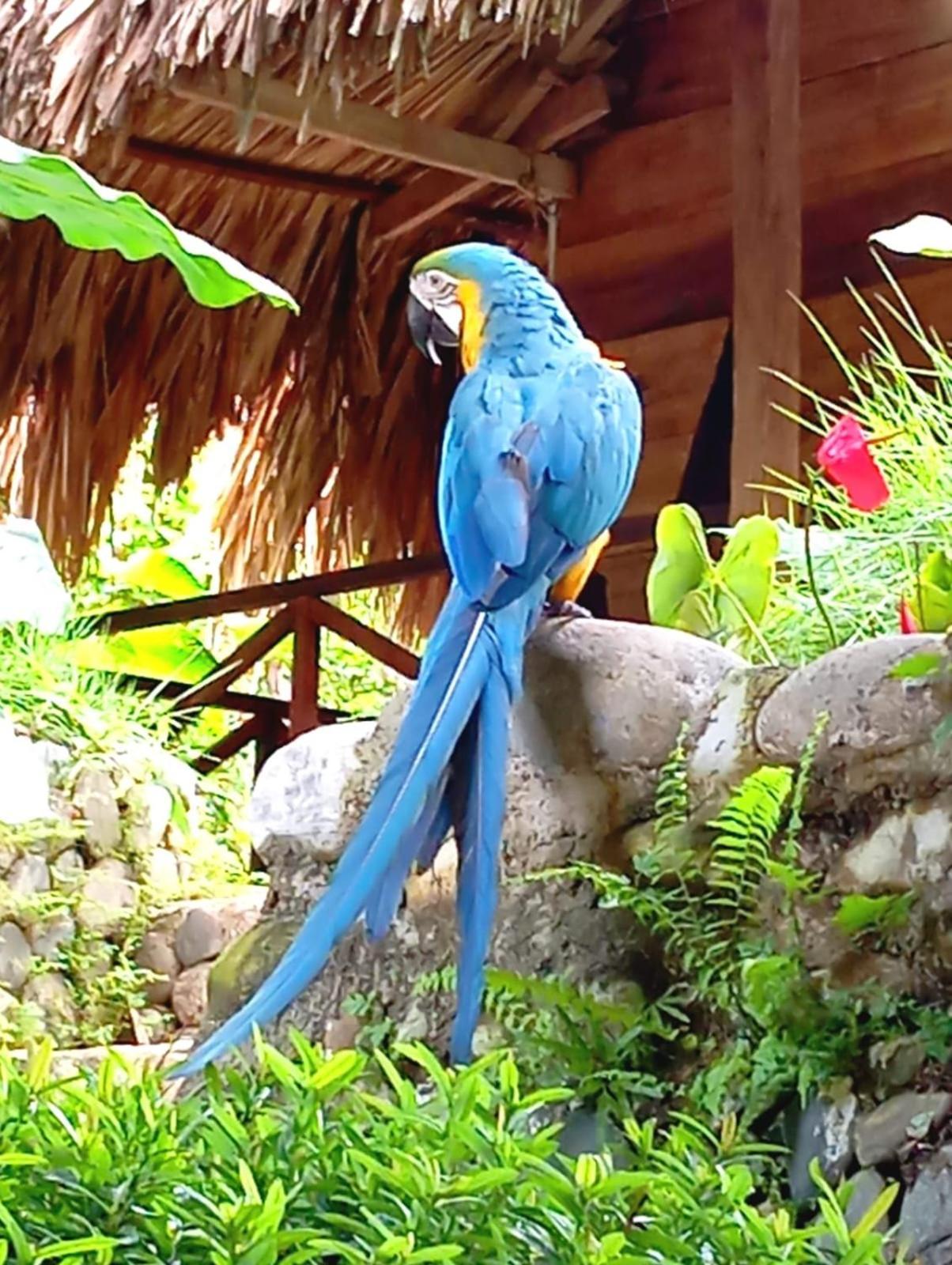 Ecocabanas Diosa Jaguar Tayrona La Esmeralda  Exteriér fotografie